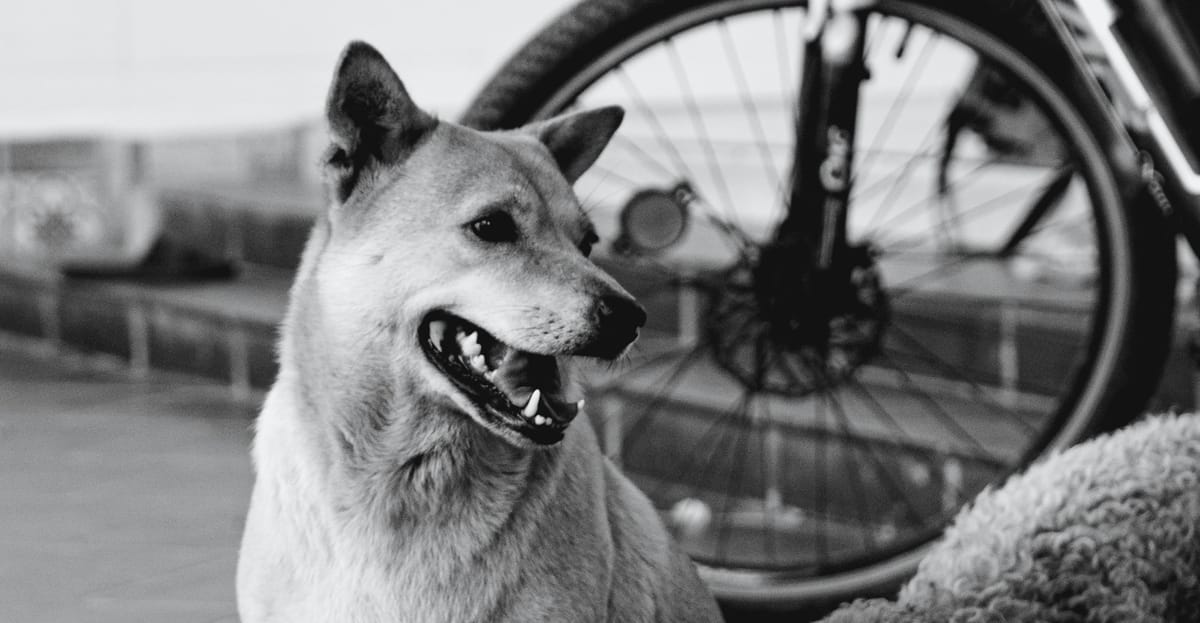 Tamil Nadu Rolls Out 24/7 Anti‑Rabies Vaccination at PHCs Amid Rising Dog‑Bite Cases
