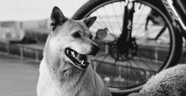 Tamil Nadu Rolls Out 24/7 Anti‑Rabies Vaccination at PHCs Amid Rising Dog‑Bite Cases